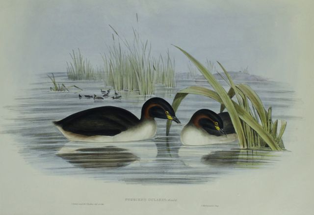 Appraisal: Black-throated Grebe Podiceps Gularis