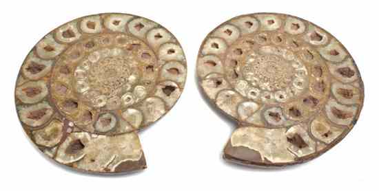 Appraisal: A Pair of Fossilized Ammonites the coil shaped shell fades