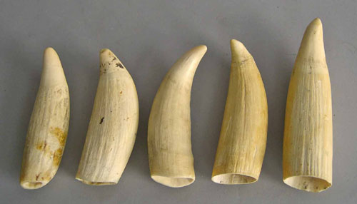 Appraisal: Five whale teeth th c