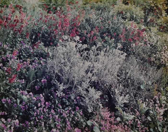 Appraisal: STEPHEN SHORE b GIVERNY PANSIES PENSTEMON Cibachrome print x in