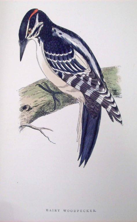 Appraisal: MORRIS F O A History of British Birds With plates