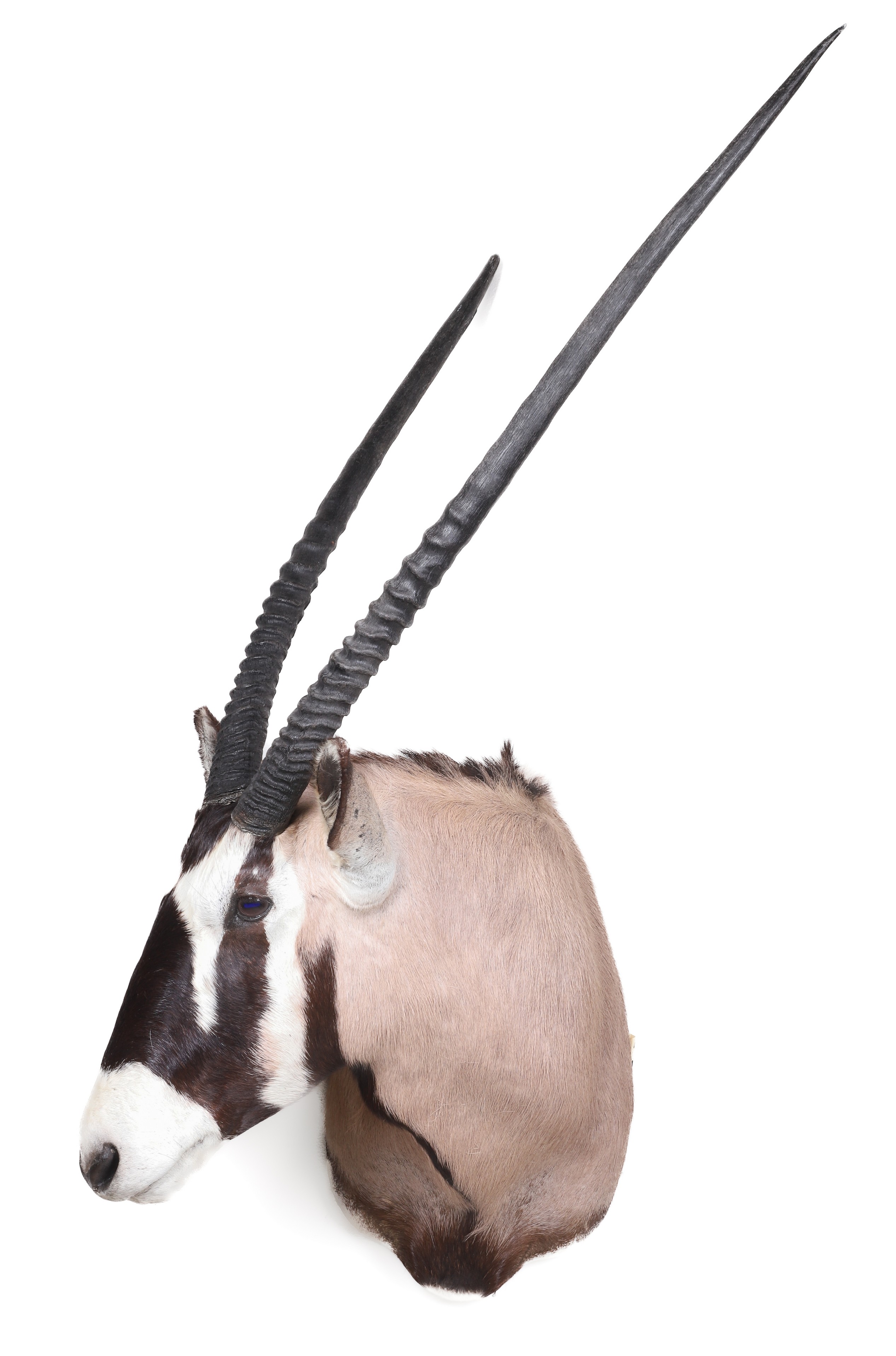 Appraisal: Oryx Gemsbok Shoulder Mount detachable horns horns h mountable wood