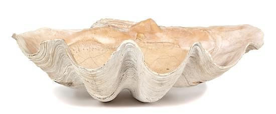 Appraisal: A Monumental Natural Clam Shell Height x width x depth