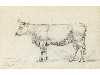 Appraisal: JAMES WARD RA - STUDY OF A COW signed JWRD