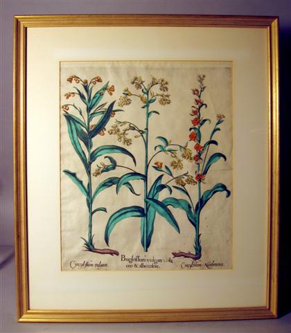 Appraisal: Two folio hand-colored copper botanical engravings basilius bessler german -