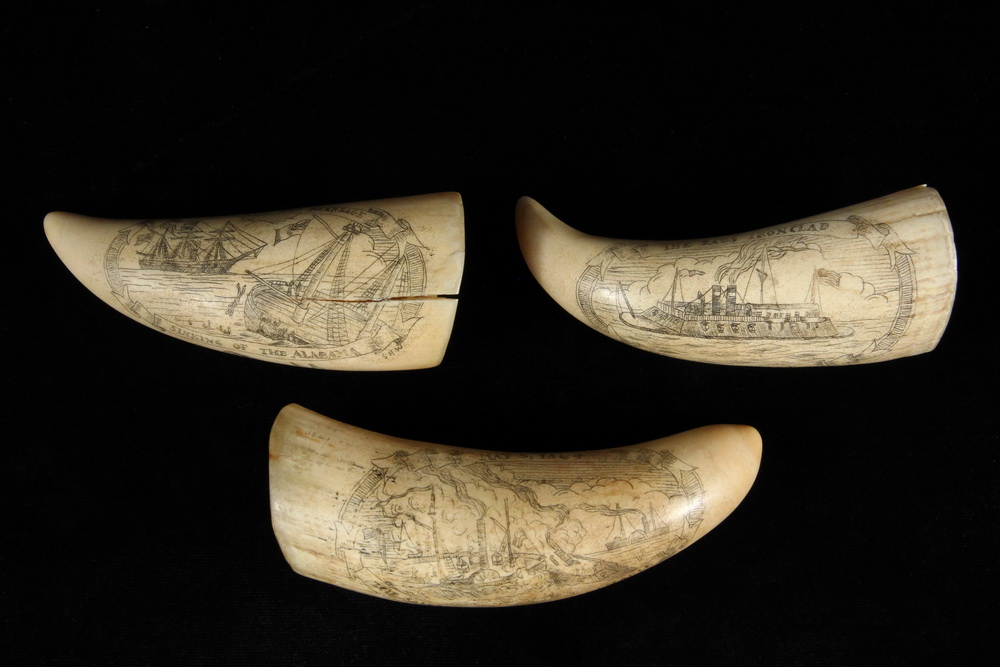 Appraisal: SCRIMSHAWN PILOT WHALE TEETH - All initialed SHW including Victory