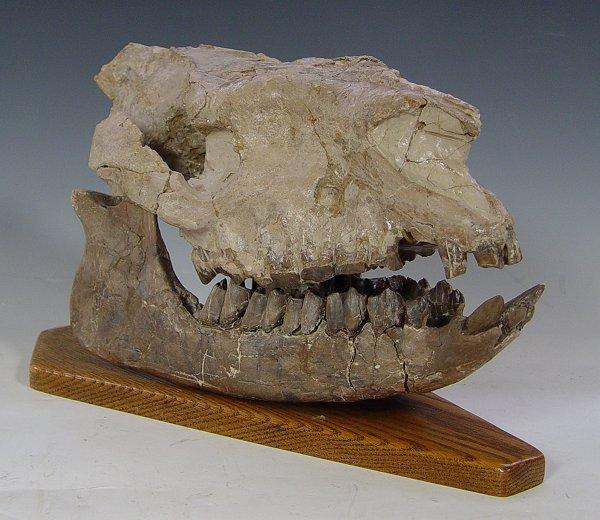 Appraisal: RUNNING RHINOCEROS HYRACODON SKULL FOSSIL Upper lower all teeth intact