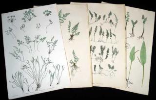 Appraisal: Pcs Ferns Of Great Britain ANTIQUE THOMAS MOORE BOTANICAL PRINTS