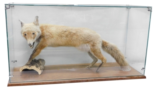 Appraisal: A taxidermy cased fox with front paws on bark work