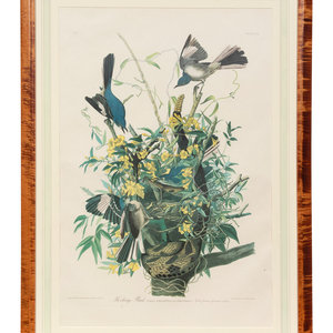 Appraisal: After John James Audubon American - Mocking Bird Plate XXI