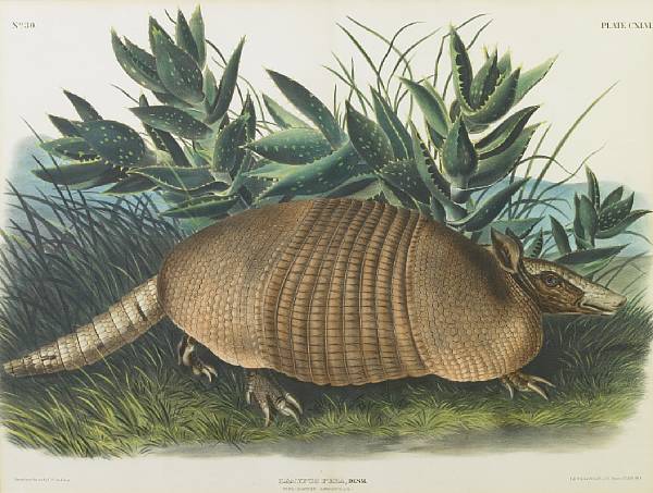 Appraisal: After John Woodhouse Audubon American - Nine-Banded Armadillo Pl CXLVI