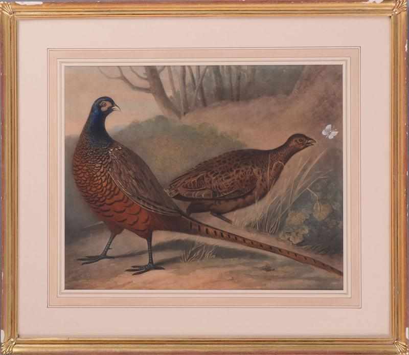 Appraisal: BRITISH SCHOOL TWO PHEASANTS Colored print matted and framed x