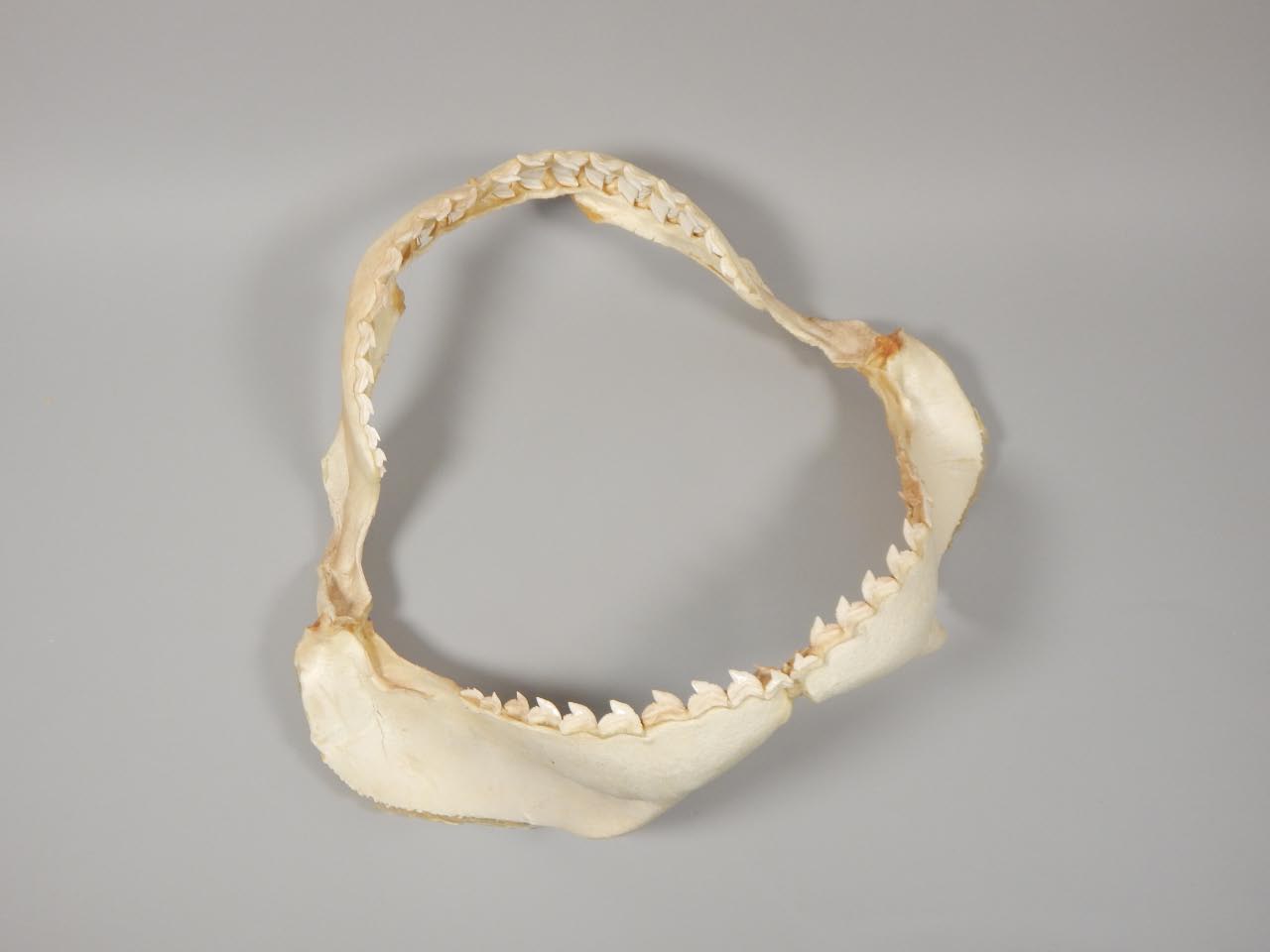 Appraisal: A tiger shark jaw bearing the label stating the size