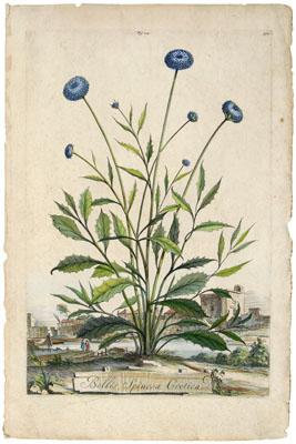 Appraisal: th century botanical print Bellis Spinosa Cretica figure page hand-colored