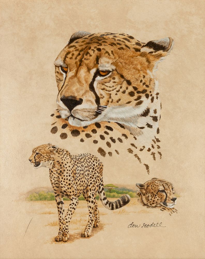 Appraisal: Don Rodell American - Cheetah Study Don Rodell American -