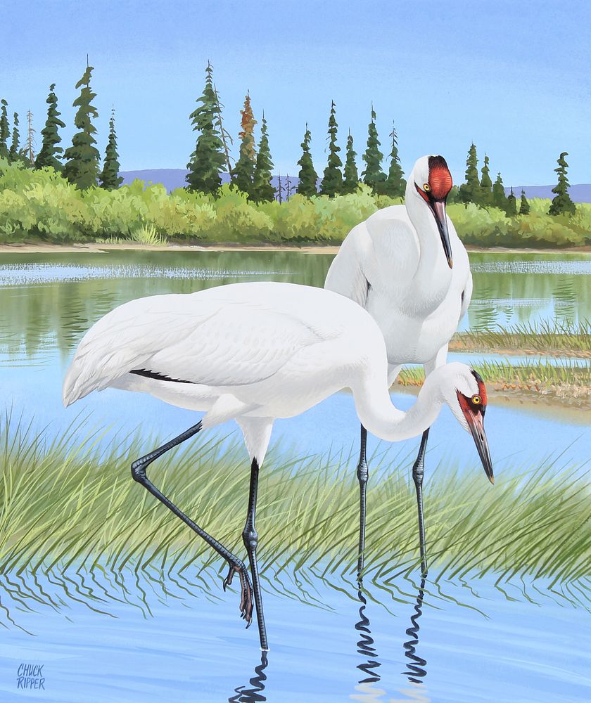 Appraisal: Chuck Ripper B Whooping Cranes Original Chuck Ripper American B