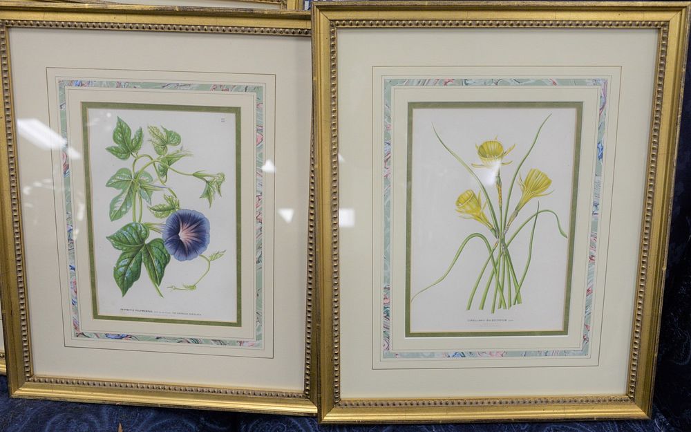 Appraisal: Group of Ten Framed Botanical Prints each inscribed in plate