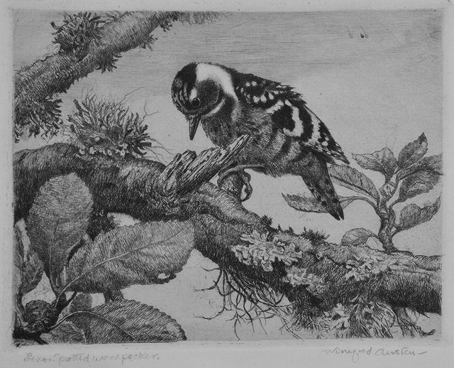 Appraisal: WINIFRED AUSTEN - 'Lesser Spotted Woodpecker' etching pencil signed in