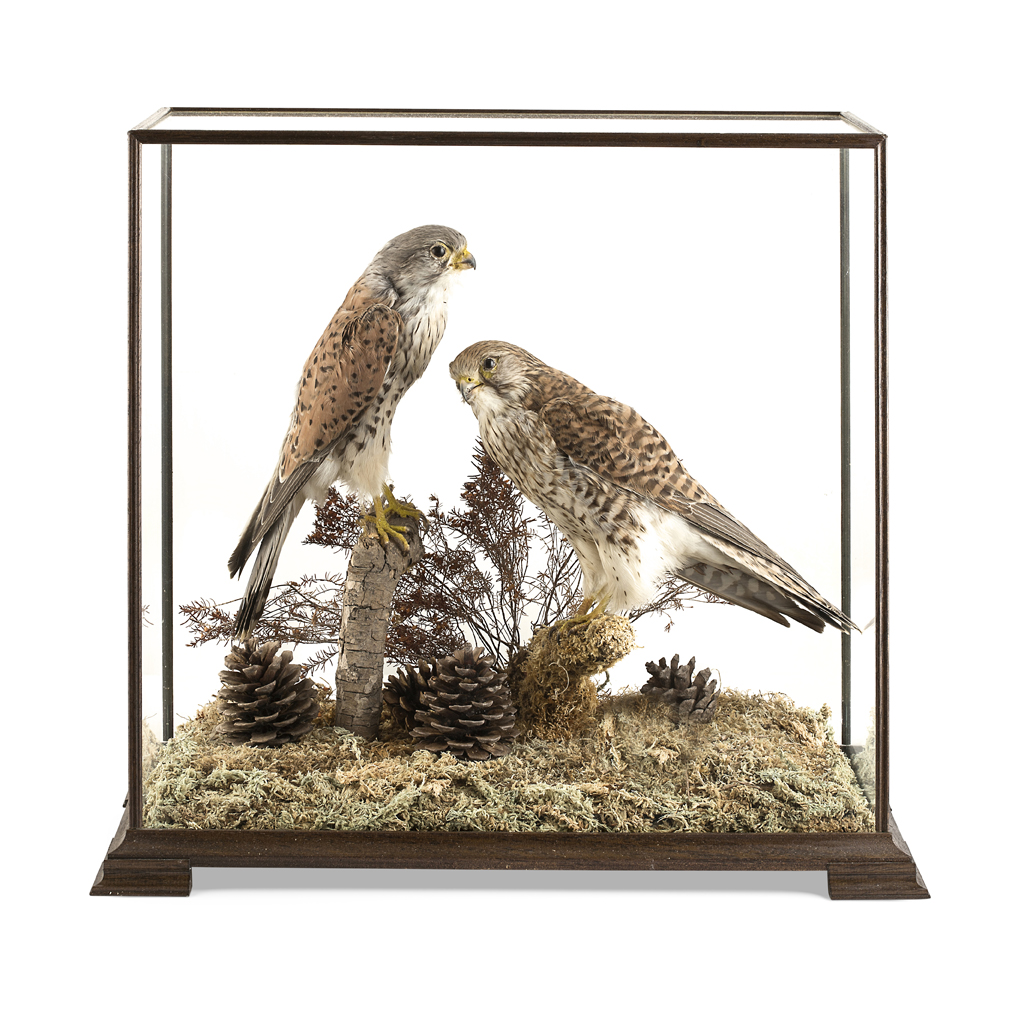 Appraisal: CASED PAIR OF TAXIDERMY KESTRELS mounted on a tree stump