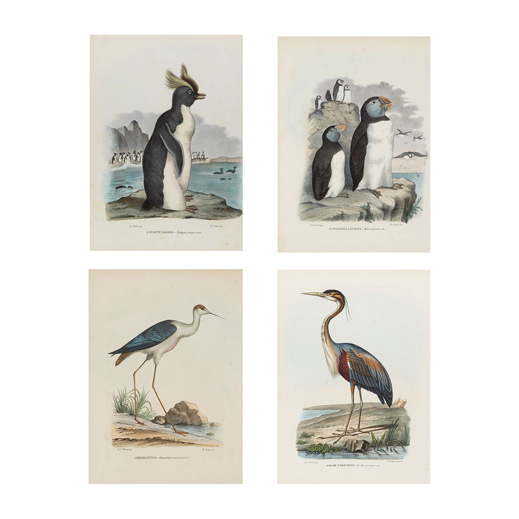 Appraisal: Raimondo Petraroja lithographer SEASHORE BIRD STUDIES Eight hand-colored lithographs from