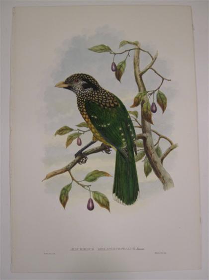 Appraisal: pieces Hand-Colored Lithographs Gould J E Black-Naped Cat-bird Port Moresby