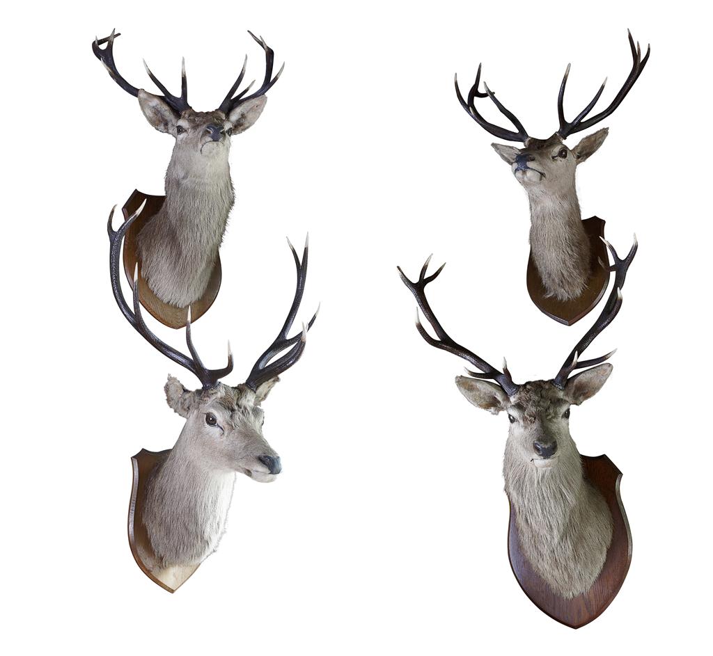 Appraisal: FOUR TAXIDERMY STAGS' HEADS LATE TH EARLY TH CENTURY on