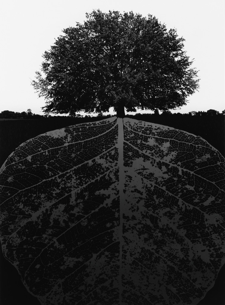 Appraisal: JERRY UELSMANN - Tree and mirrored leaf Silver print the