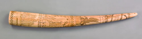 Appraisal: Important scrimshaw walrus tusk dated signed IS Sawyer decorated with