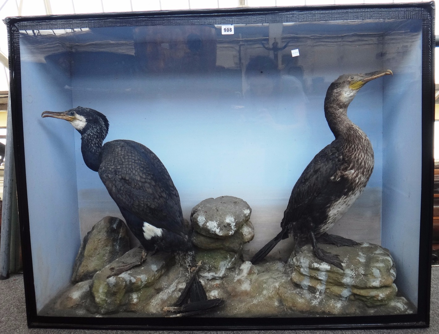 Appraisal: Taxidermy a male and a female cormorant set against a