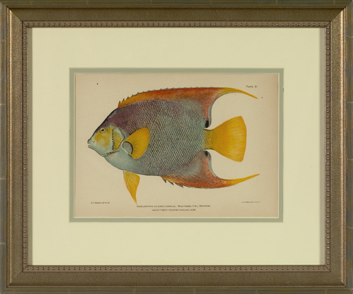 Appraisal: Julius Bien American - Tropical Fish suite of six chromolithographs