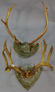 Appraisal: Two mounted racks point buck along with point elk mount