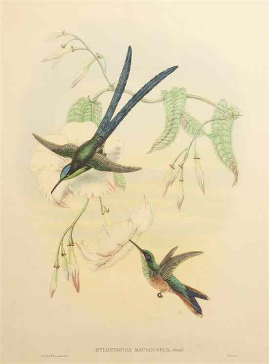 Appraisal: Four Handcolored Ornithological Lithographs after John Gould British - Pericrocitus