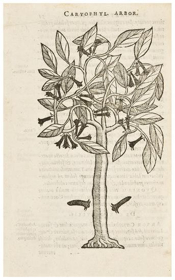 Appraisal: Plants of the New World -- DRAKE Sir Francis --