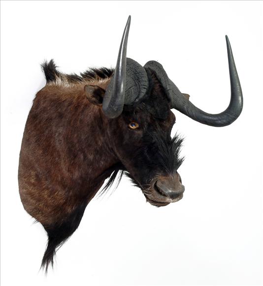 Appraisal: A shoulder-mount of a black wildebeest cm high see illustration