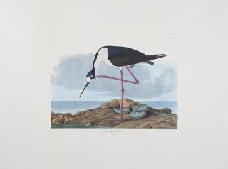 Appraisal: John James Audubon - Rough-Legged Falcon No Plate Virginia Rail