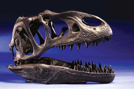 Appraisal: DINOSAUR SKULL REPRODUCTION Allosaurus fragilis This life size model faithfully