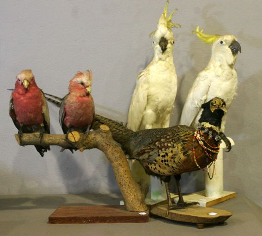 Appraisal: A quantity of taxidermy comprising two white Cockatoos each perched