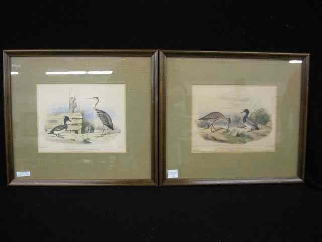 Appraisal: Pair of Handcolored Waterfoul Engravings th century '' x ''