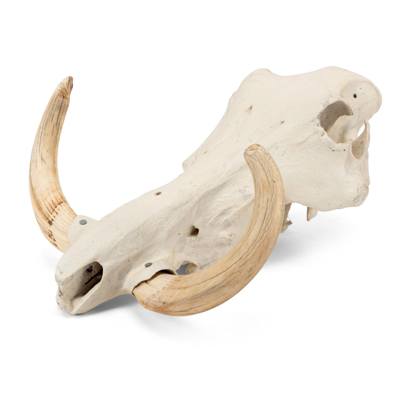 Appraisal: PARTIAL WARTHOG SKULL - PHACOCHOERUS AFRICANUS Partial natural warthog taxidermy