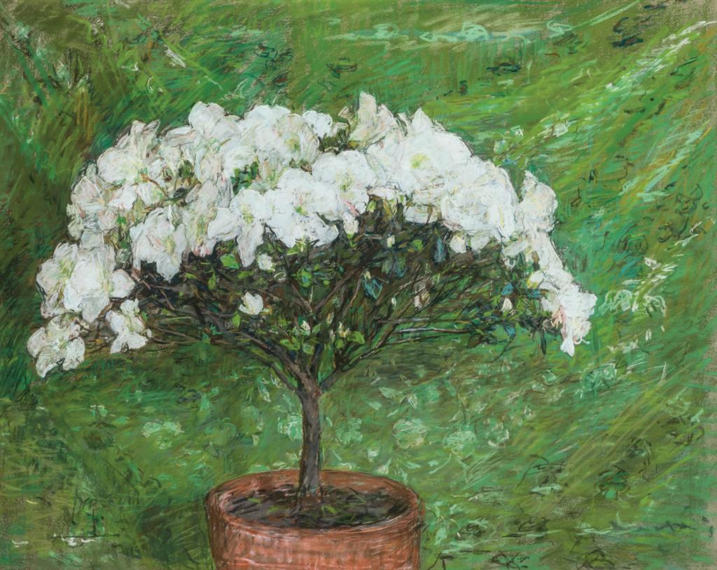 Appraisal: AMERICAN SCHOOL American th th Century White Azaleas pastel on