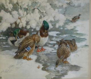 Appraisal: th c Illustrator art watercolor of Mallards preening and feeding