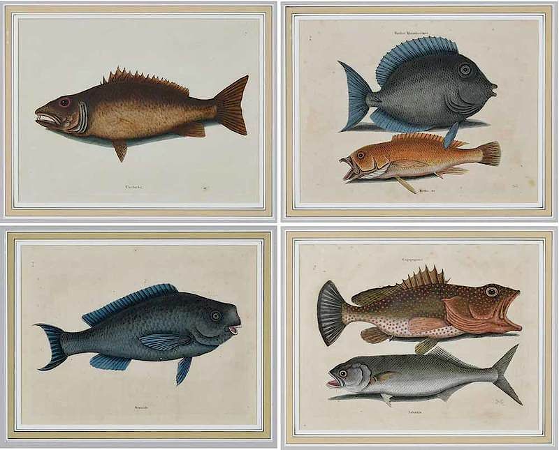 Appraisal: Mark Catesby British - Four fish plates T T T