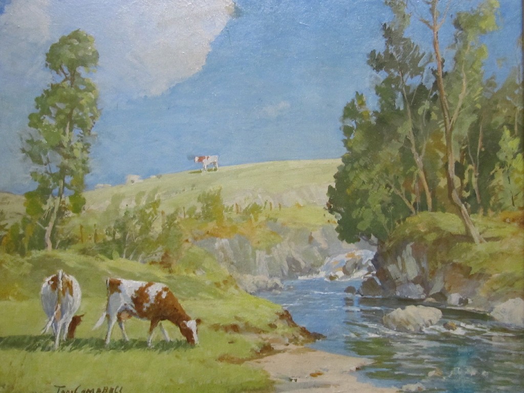 Appraisal: TOM CAMPBELL - Oil on board landscape with cattle by