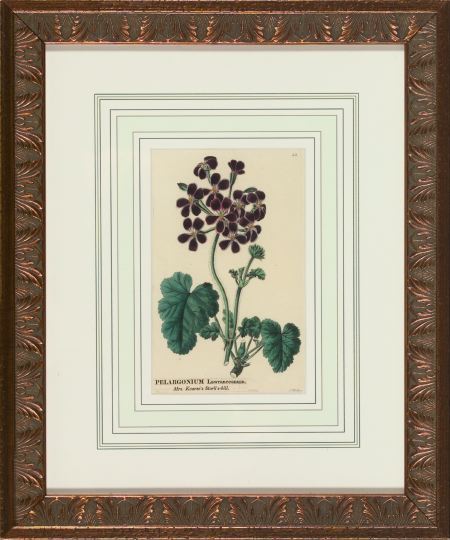 Appraisal: Robert Sweet British th Century Geraniums suite of six hand-colored