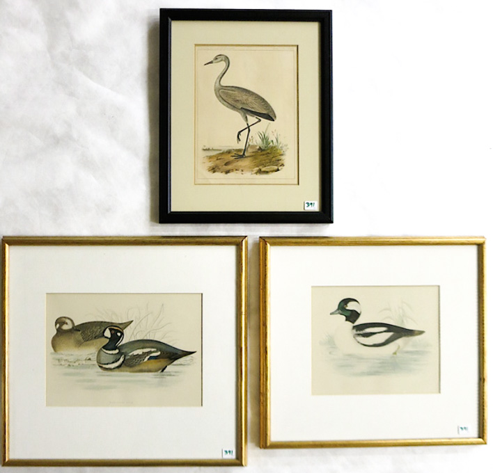 Appraisal: THREE ORNITHOLOGICAL PRINTS John Cassin American - hand colored lithograph