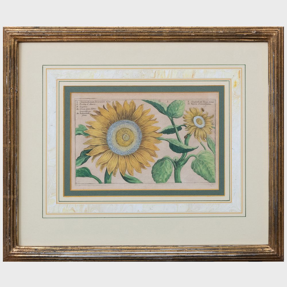 Appraisal: European School Chrysanthemum Peruvianum and Sunflower Two engravings in black