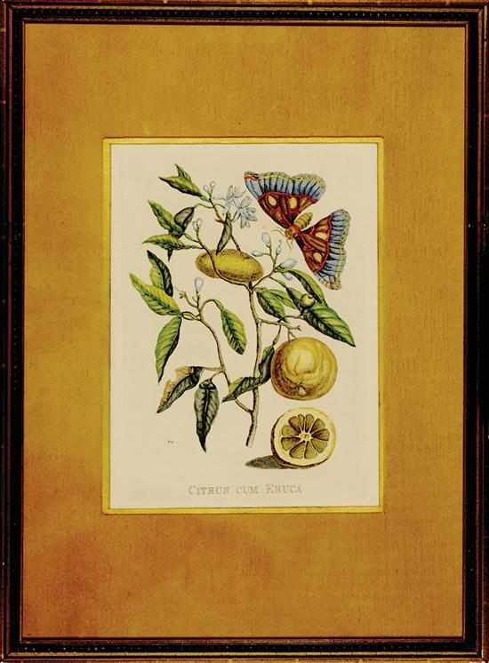 Appraisal: Maria Sibylla Merian after German - PAIR OF WORKS CITRUS