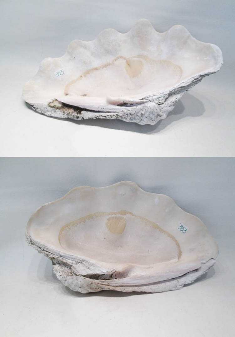 Appraisal: SOUTH PACIFIC TRIDACNA GIGAS CLAM SHELL top and bottom Dimensions