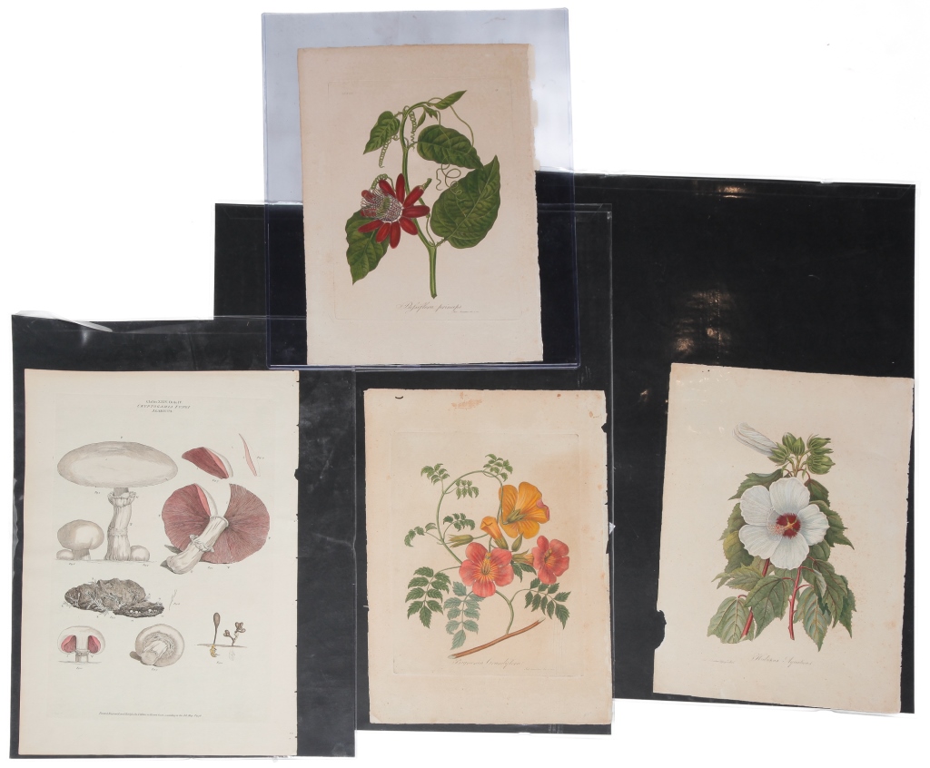 Appraisal: FOUR EUROPEAN BOTANICAL PRINTS Hand colored engravings Three of flowers