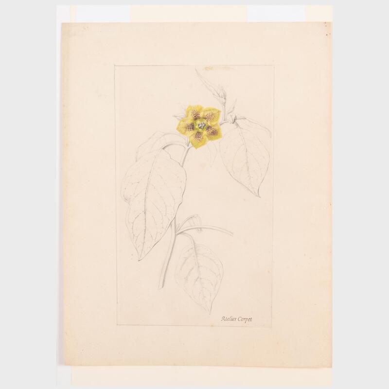 Appraisal: Charles Etienne Corpet - Botanical Drawing Pencil and watercolor on